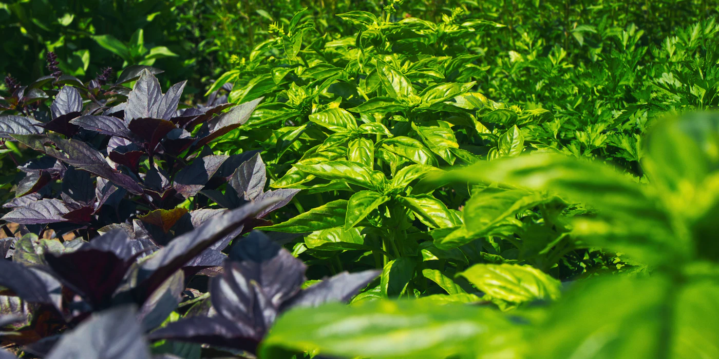 Rows of green and purple basil plants