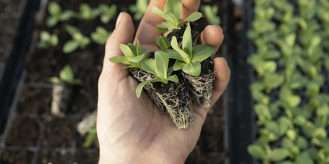 Hand holding young lettuce seedlings with their roots