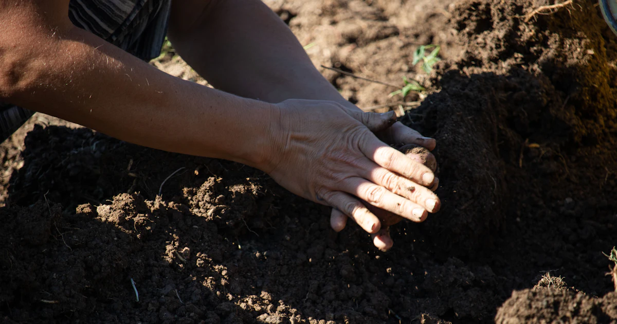 Hands working in dark garden soil