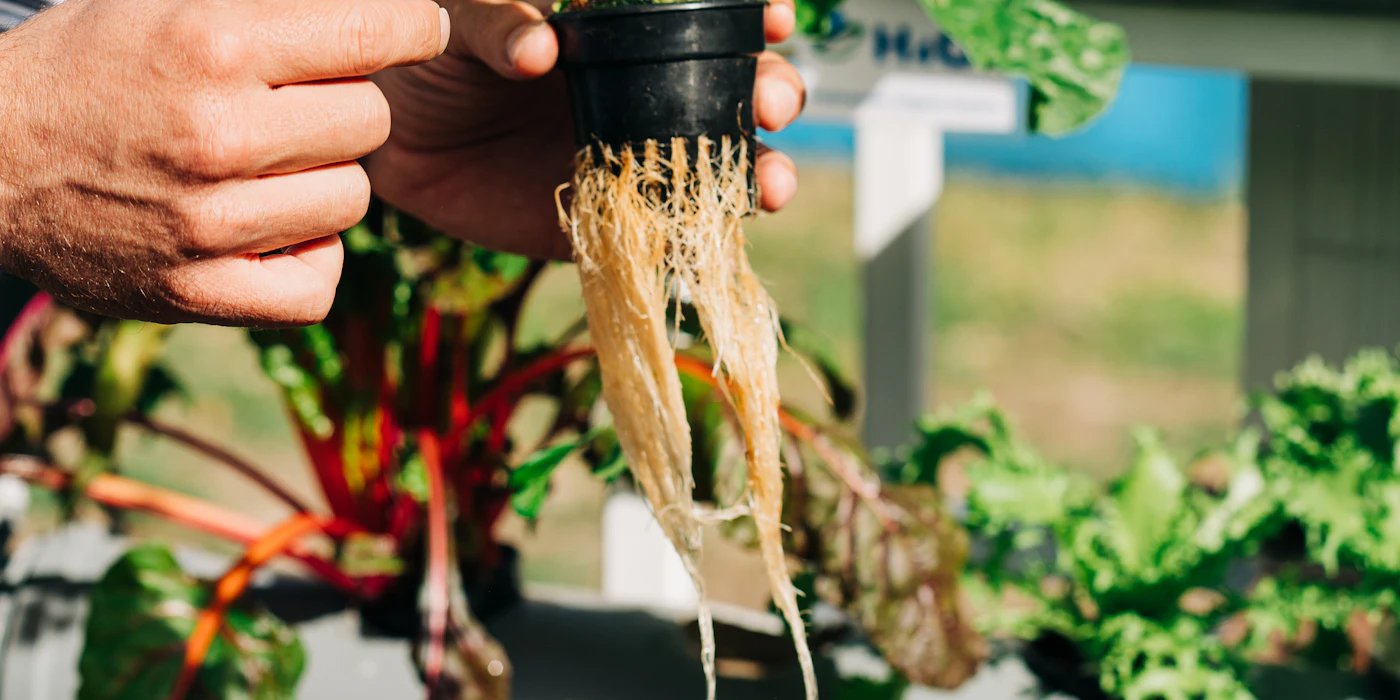 Hand holding a hydroponic plant with roots hanging below the pot