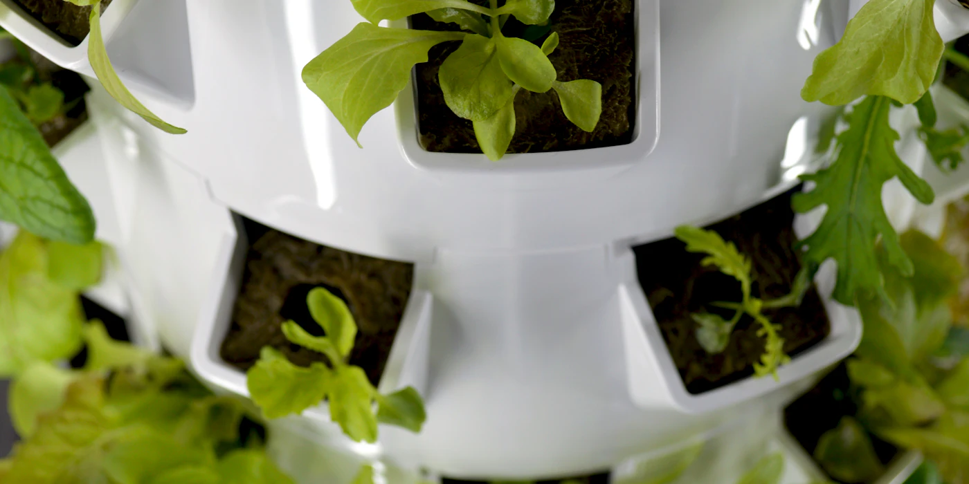 Leafy greens growing in a vertical hydroponic tower