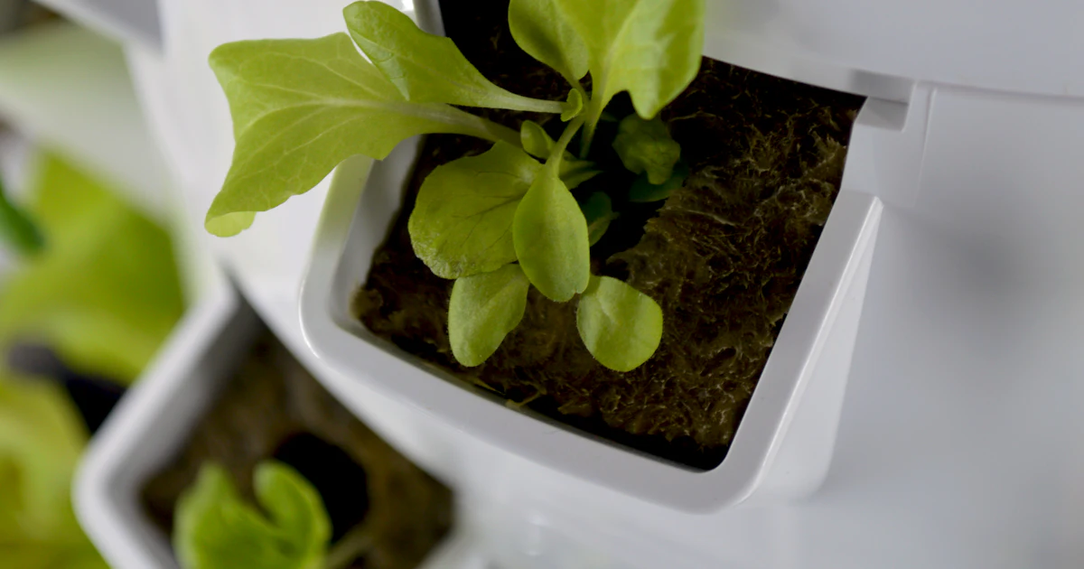 Lettuce seedling growing in a planter pocket