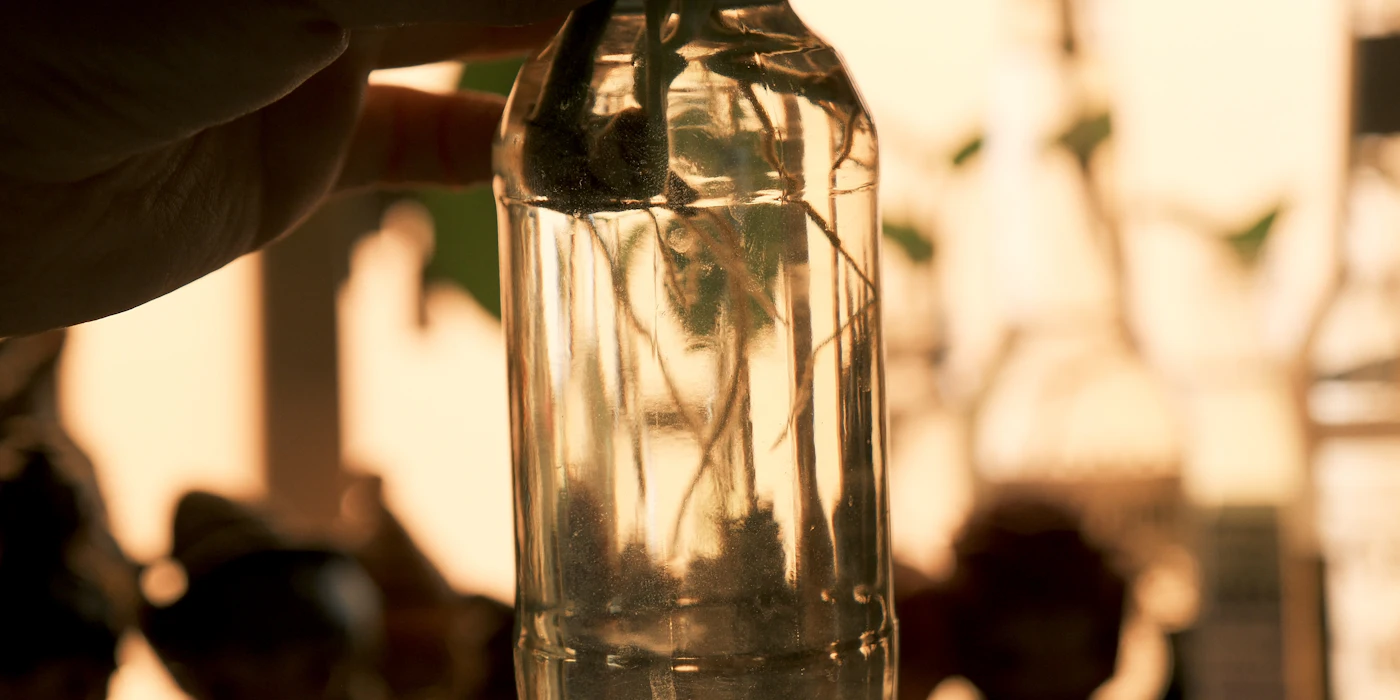 Plant roots in a glass bottle of water held up to the light