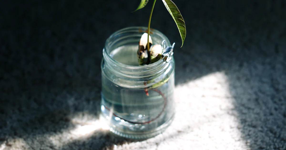 Seedling growing in a jar of water