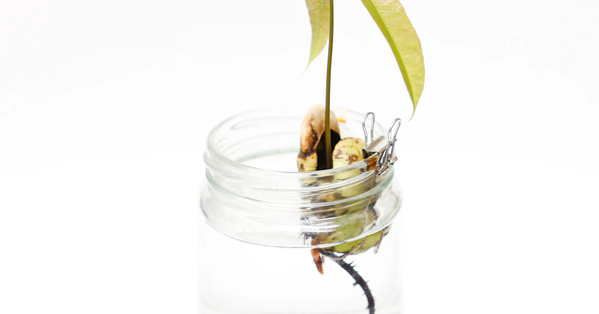 Seedling with roots growing in a glass jar of water