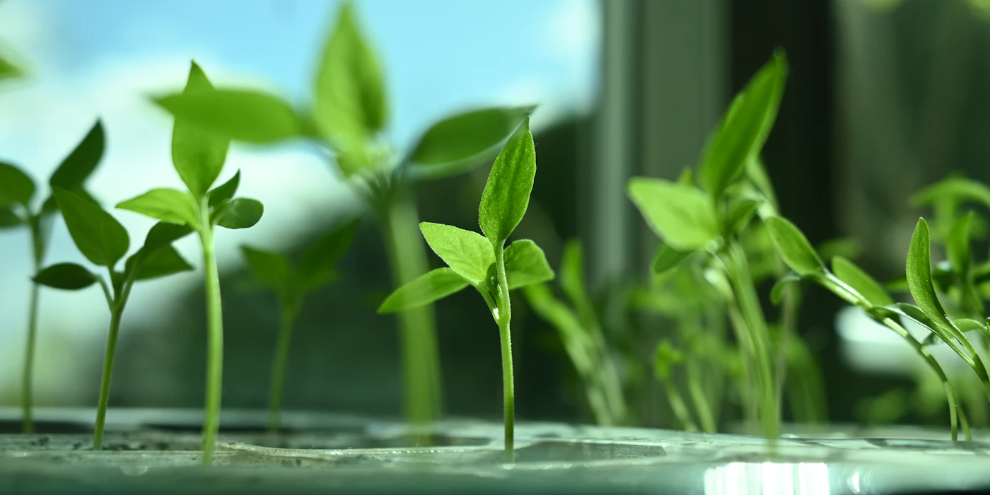 Seedlings growing in a hydroponic tray Seedlings growing in a hydroponic tray