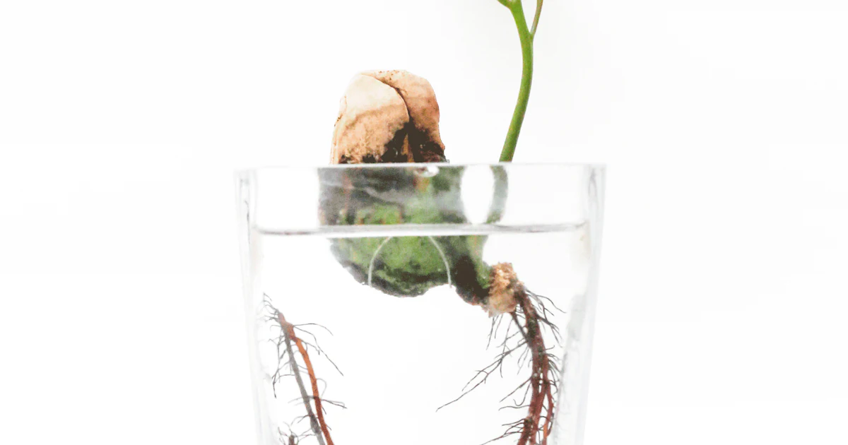 Sprouting seed with roots in a glass of water Sprouting seed with roots in a glass of water