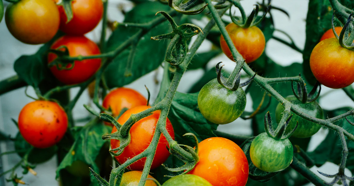 Tomatoes hanging on a tomato plant