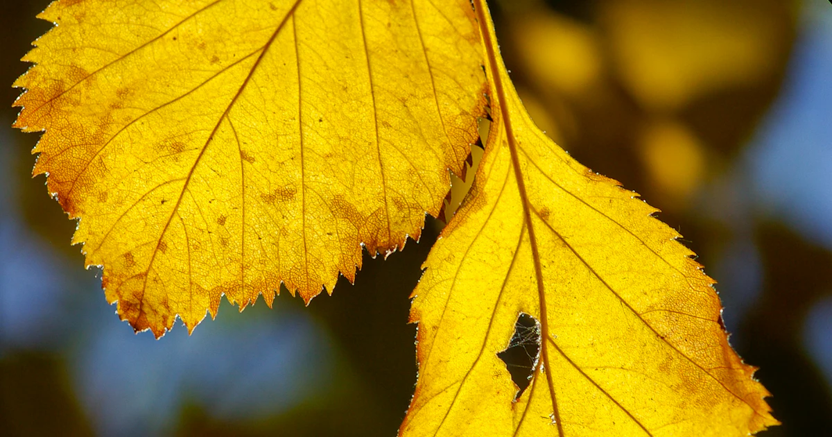 Close-up of yellow leaves