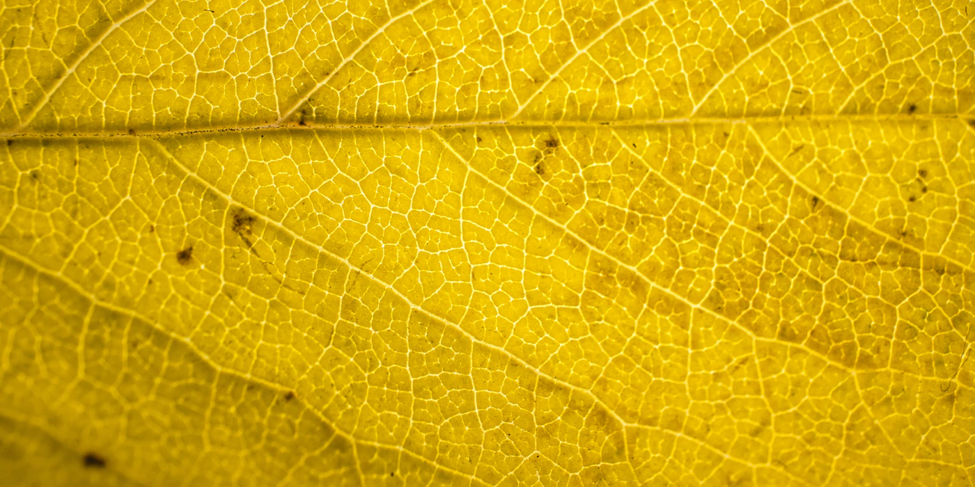 Close-up of a yellowing leaf showing its veins